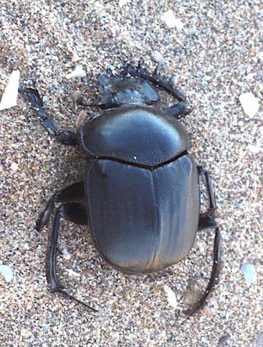 Réf. 247 199 : Scarabaeus sp.
